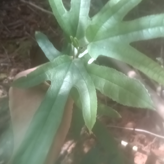 连南县五指毛桃