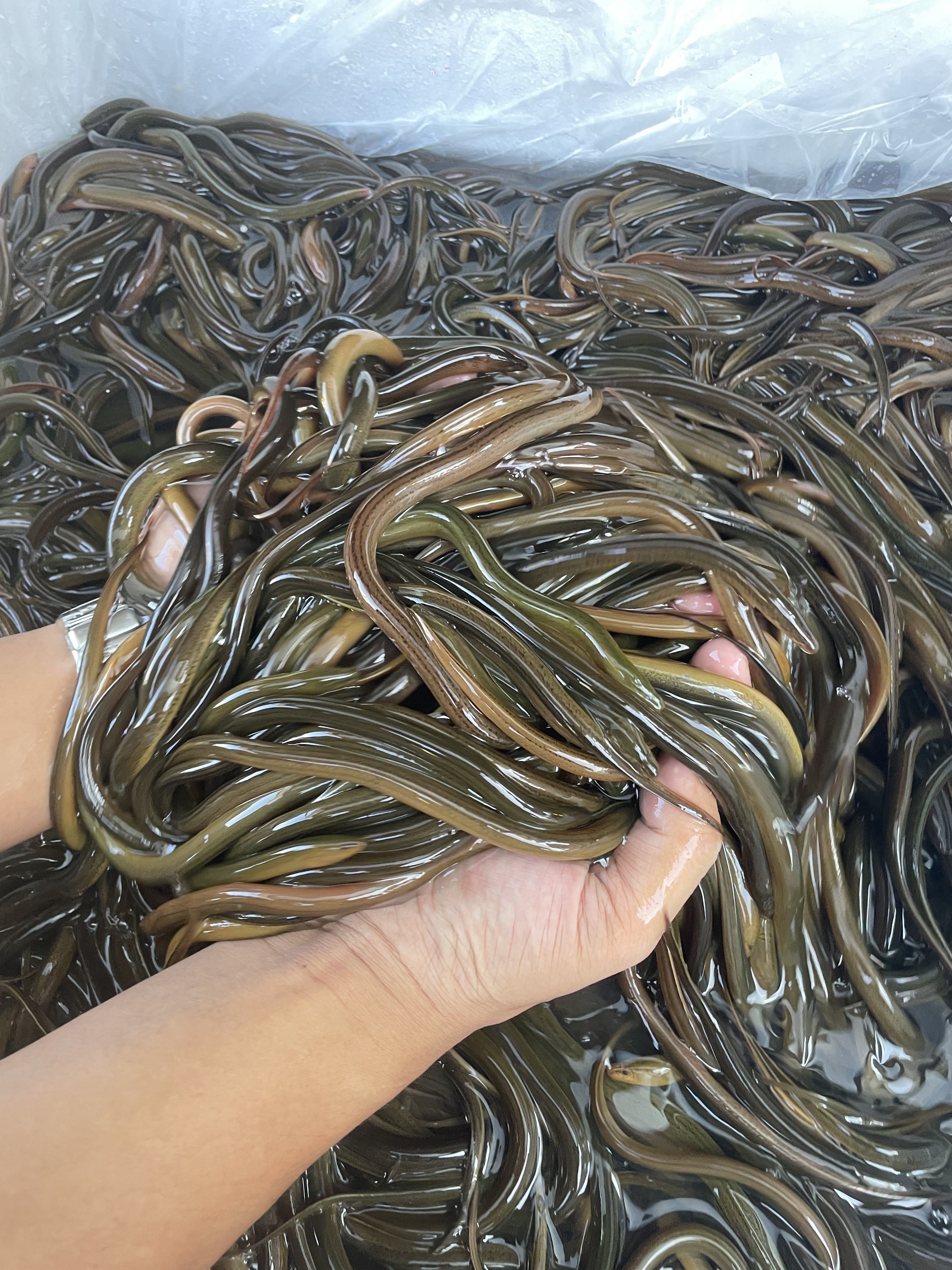 黄鳝鱼苗、良种杂交快大泰国黄鳝鱼苗