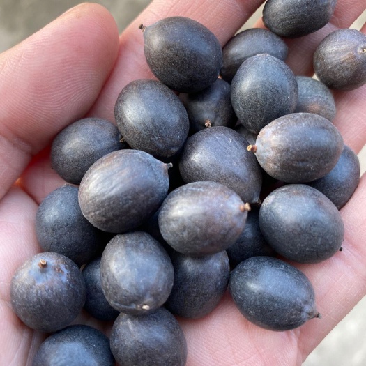 芜湖铁莲子老莲子干净肉质饱满颗粒大