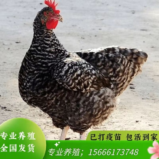 汶上县芦花鸡青年鸡鸡苗鸡蛋产蛋鸡疫苗齐全包健康