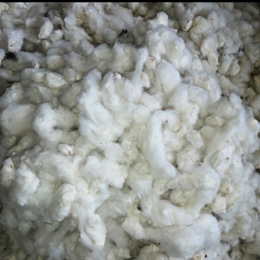 棉花 湖北棉花手工采摘籽棉花全国供应 大量有货量大价优