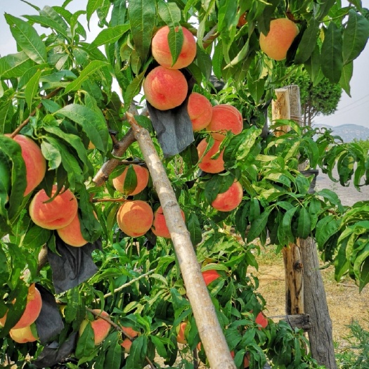 平邑县水蜜桃树苗