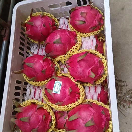 兴业县红心火龙果