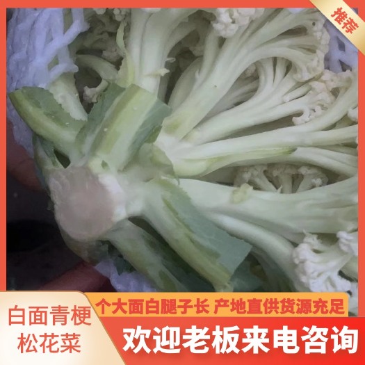 白面青梗松花菜 1~2斤 松散