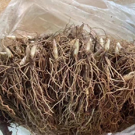 铃兰花裸根苗，耐寒室内外绿植花卉
