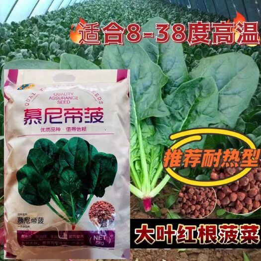 黑圆大叶菠菜种子 慕尼帝菠（）高耐抽粮耐热菠菜