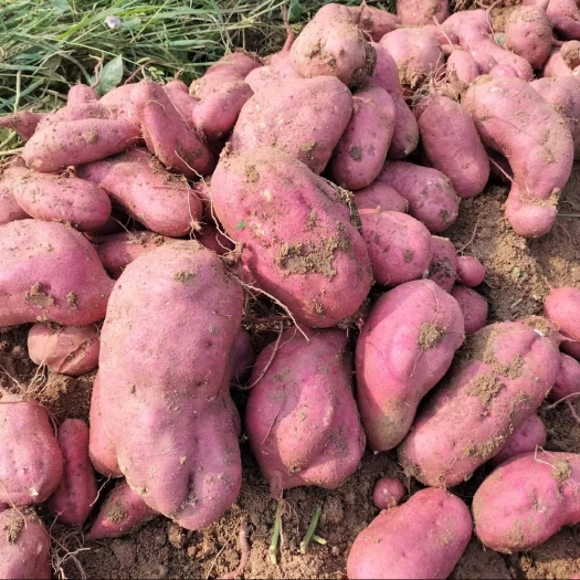 宿州出售苏八红薯，货有量，无虫眼，无土杂