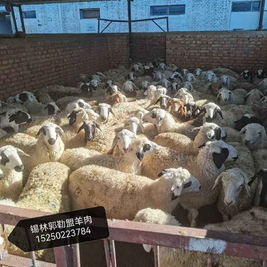 锡林浩特内蒙古锡林郭勒盟活羊