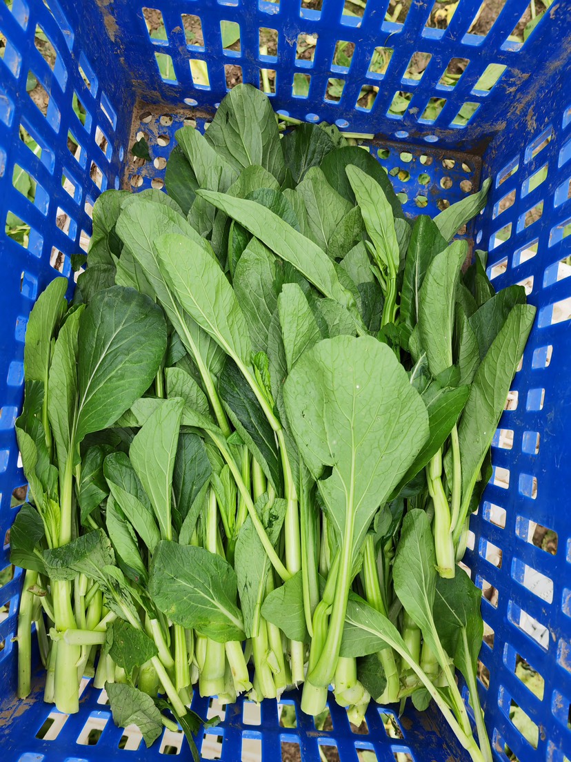精品甜菜心，上海青菜苔，大量有货，产地直销！