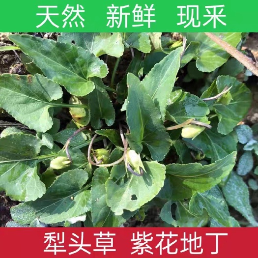 樟树市紫花地丁犁头草批发包邮代发各种草药