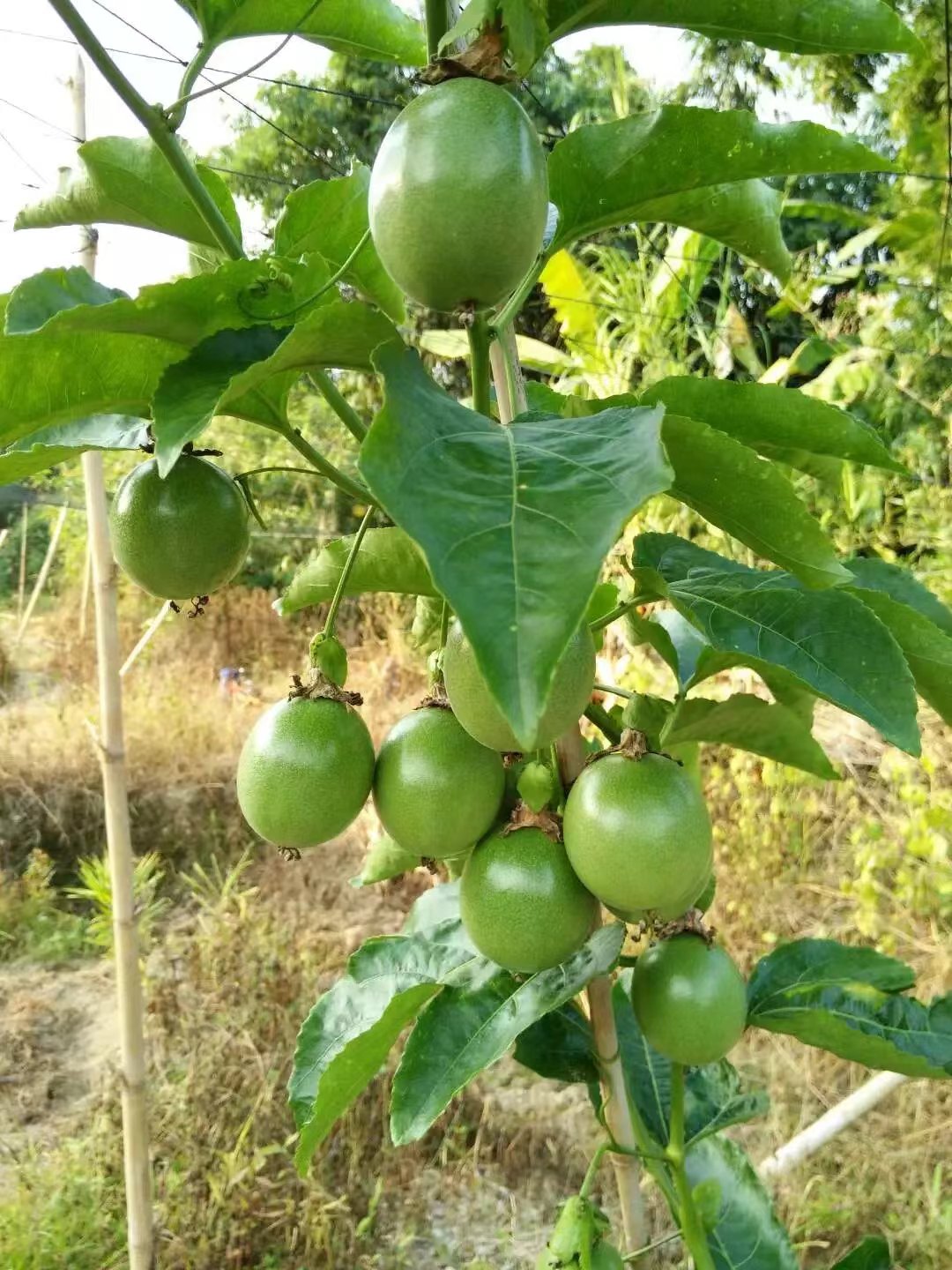 高山种，植山泉水灌溉施农家肥，果肉饱满，香甜可口