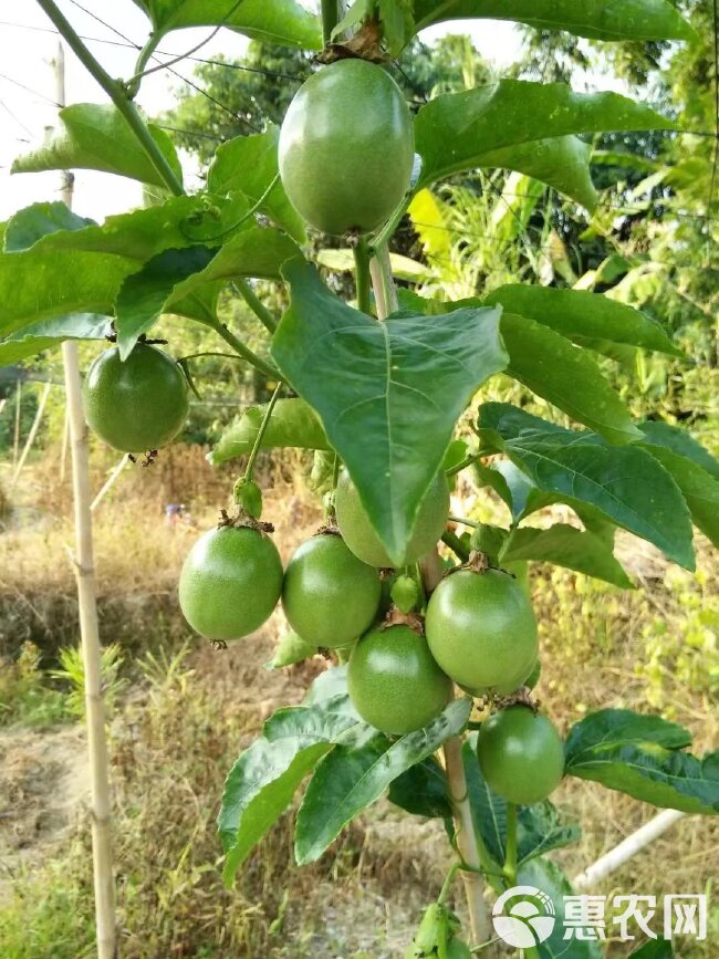 高山种，植山泉水灌溉施农家肥，果肉饱满，香甜可口