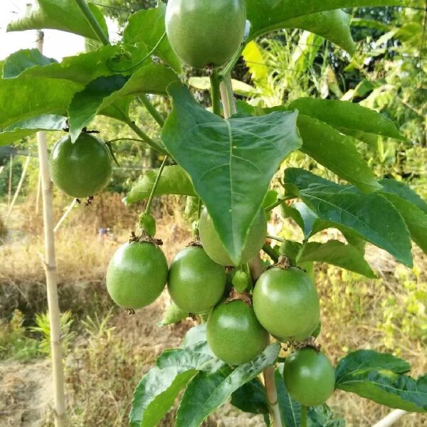 高山种，植山泉水灌溉施农家肥，果肉饱满，香甜可口