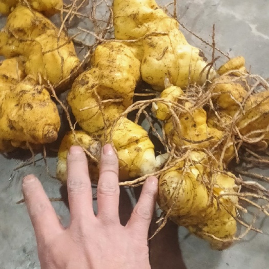 峨边县黄精