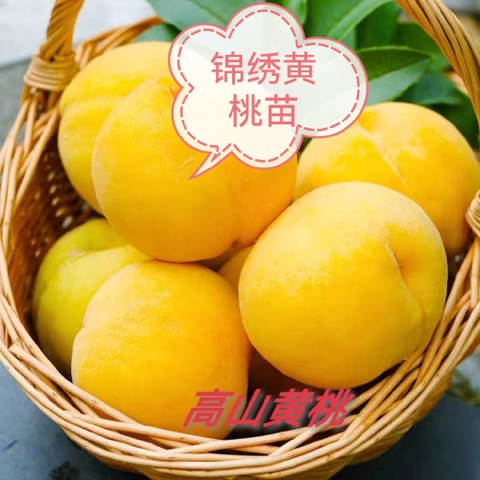 芷江县锦绣(锦园)黄桃苗中熟优选品种7月底成熟基地现挖保湿包邮
