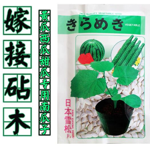 西瓜专用砧木 昌乐西瓜产地优选品种