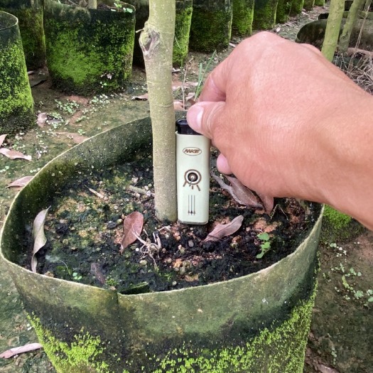 灵山县荔枝    妃子笑  桂味  无核  冰荔  仙进奉等