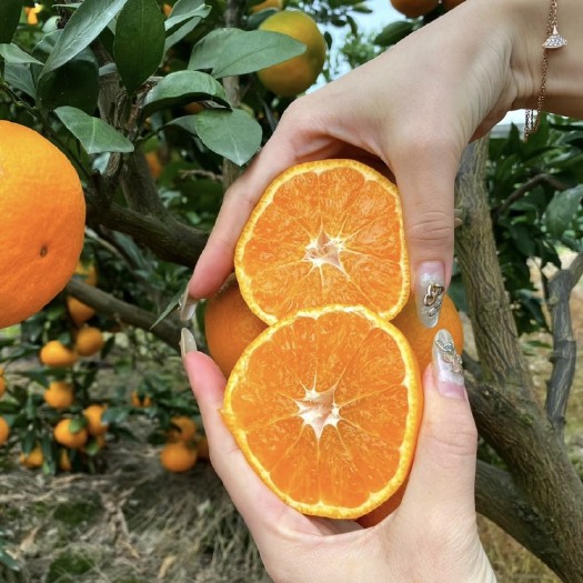 枝江市【热卖】高山早熟薄皮蜜桔大量上市口感甜水分足一手货源实地考察