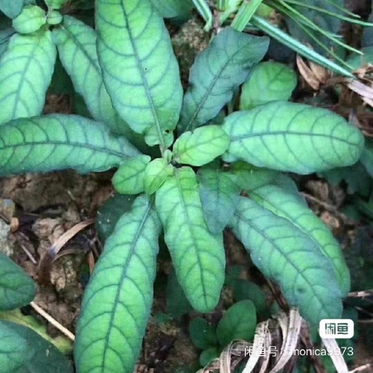 肇庆白花地胆头（白背草，蔓荆）