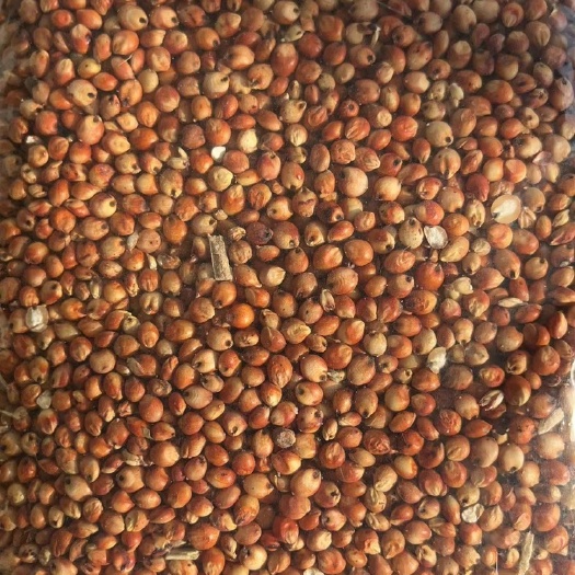 精品高粱