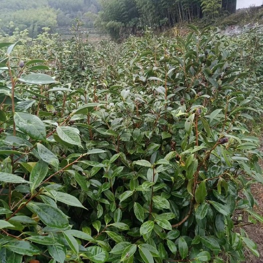 磐安县红花茶树苗