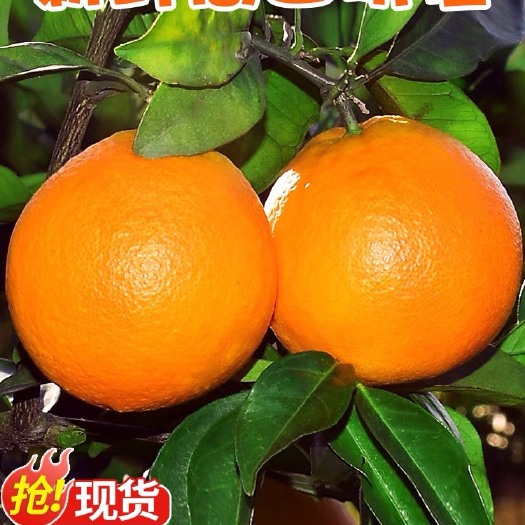 江西赣南DE脐橙5斤橙子当季水果新鲜赣州果冻橙手剥冰糖橙