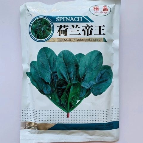 沭阳县荷兰帝王先锋菠菜种子原装中熟品种抗病耐热耐运输耐抽薹春秋越冬