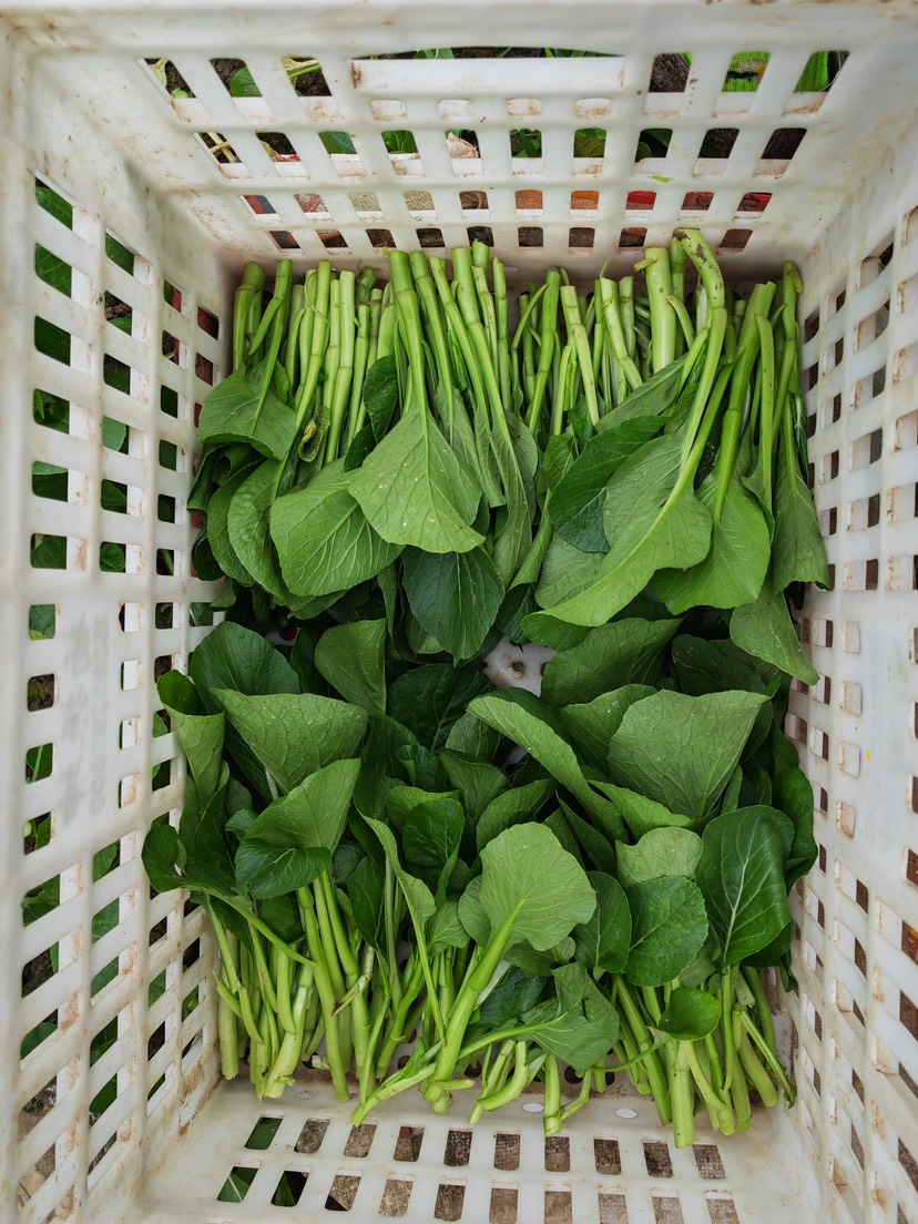 精品甜菜心，上海青菜苔，大量有货，产地直销！