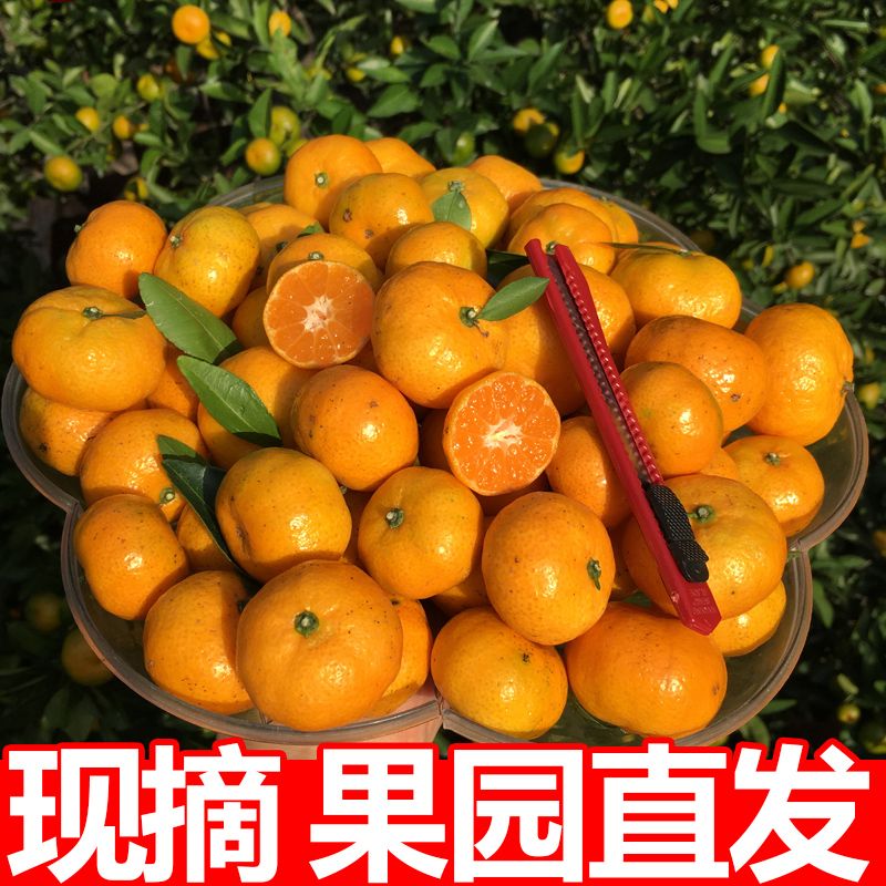 廣西純甜砂糖桔 大量有貨 社區(qū)團(tuán)購(gòu) 美團(tuán) 多多 一件代發(fā)