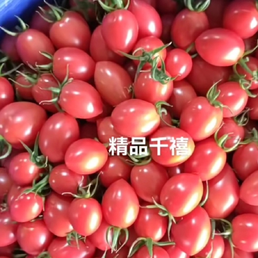 寿光市贝贝千禧迷恋等等一些品种的小番茄