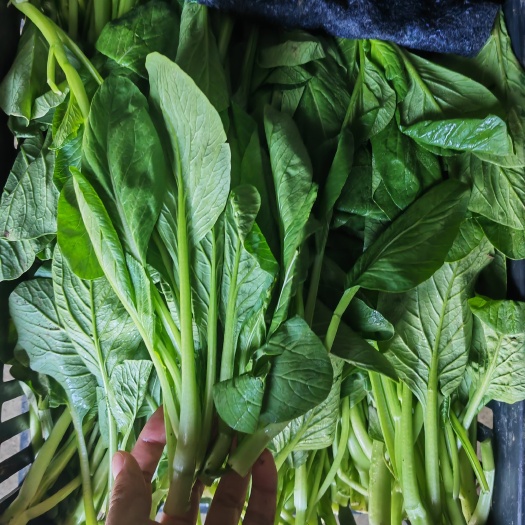 太和县精品甜菜心，上海青菜苔大量有货，产地直供！