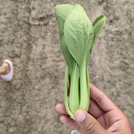 太和县太和 小油菜 上海青 小油菜万亩基地 代收代发可基地看货