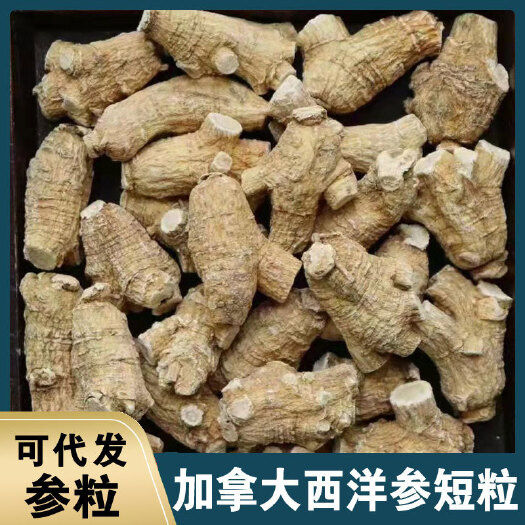 广州西洋参 花旗参 美种加种国产花旗参抢购价足干货原支原枞圆粒