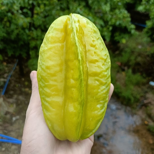 龙门县香蜜甜杨桃