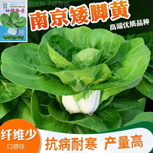 河间市南京矮脚黄白菜种子兔子腿小白菜四季农田菜园基地易种植生长快