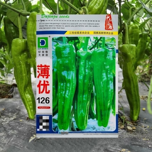 沭阳县辣椒种子薄优126辣椒果翠绿色大果薄皮抗病高产口感好辣椒种子