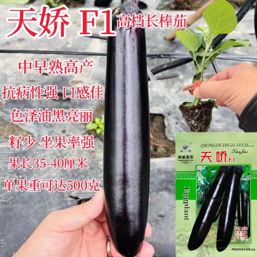 天娇F1杂交长茄子蔬菜种子越冬早春秋季紫长茄油黑茄子种籽孑