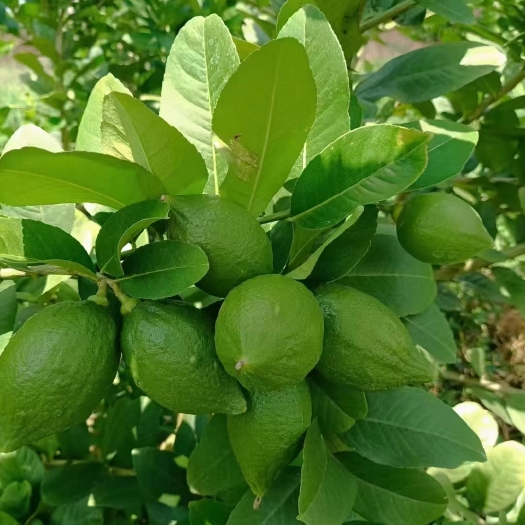浦北县香水柠檬 无籽柠檬 广东无籽香水柠檬