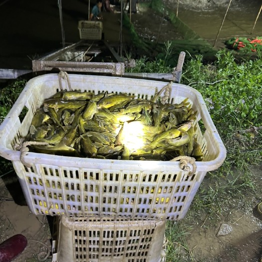 长沙黄颡鱼