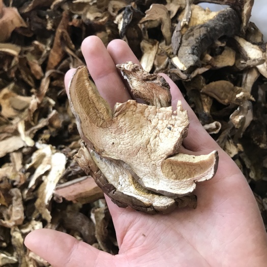 昆明牛肝菌  黑牛肝  黄牛肝  红葱一手货源  价格实惠