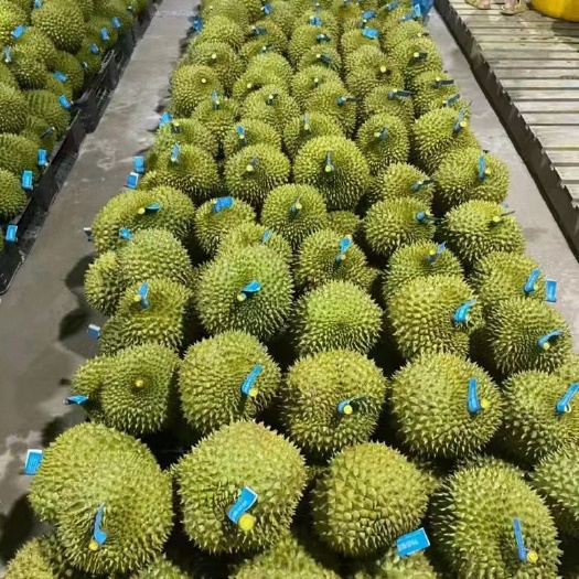 蒙自市泰国。越南金枕量大从优。