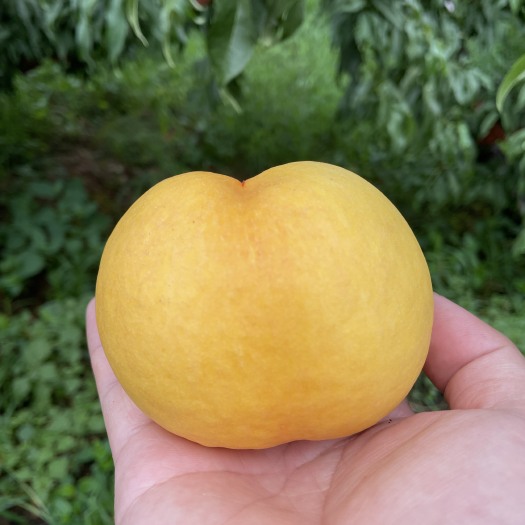 蒙阴县蒙阴蜜桃