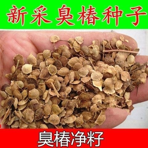 临朐县出售臭椿种子