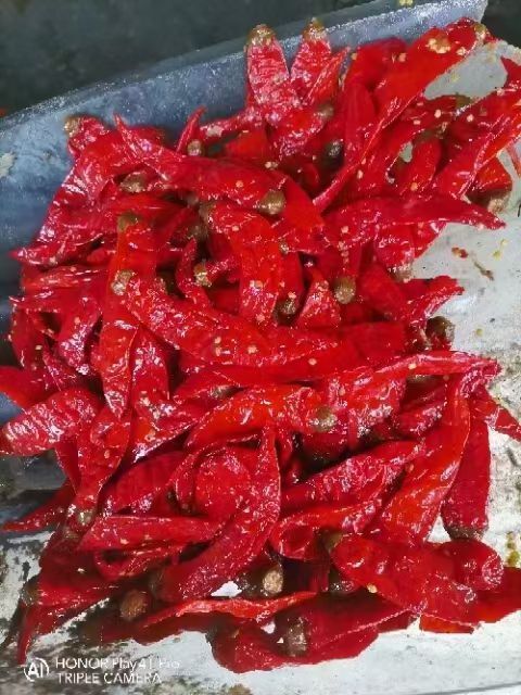 天津新货盐渍津红品种的辣椒，大量上市
