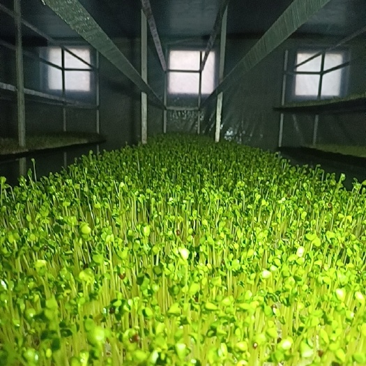 新民市纯绿色萝卜芽，白萝卜芽，红萝卜芽