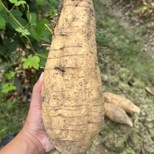 量大整车走货的,合水粉葛,无渣,2024年新葛,不卖次品垃圾