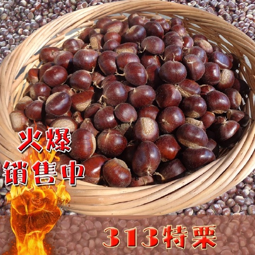2024迁西板栗3113产地一手货源,青龙板栗薄皮糖炒栗子