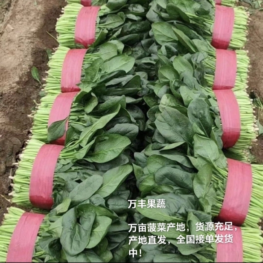 惠民县大叶菠菜  山东惠民万亩优质菠菜种植基地，质优价廉，，对接全
