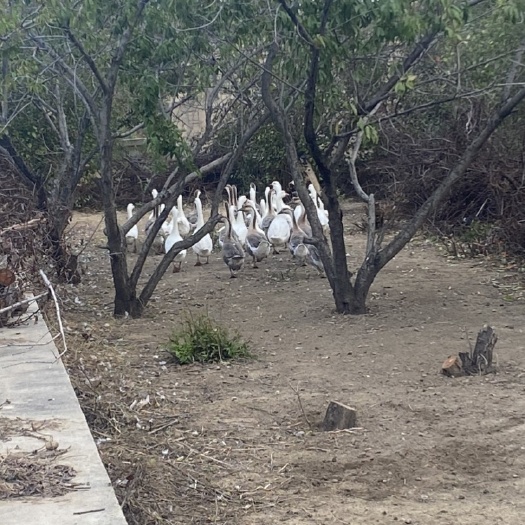 沈阳溜达大鹅