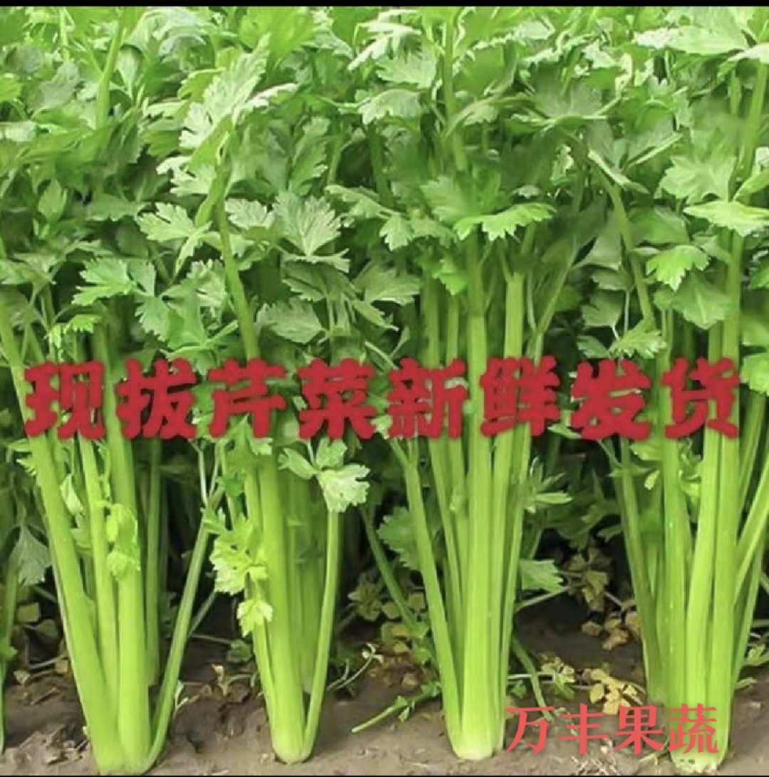 山东优质芹菜  法国皇后，玻璃脆，西芹，万亩基地直供！